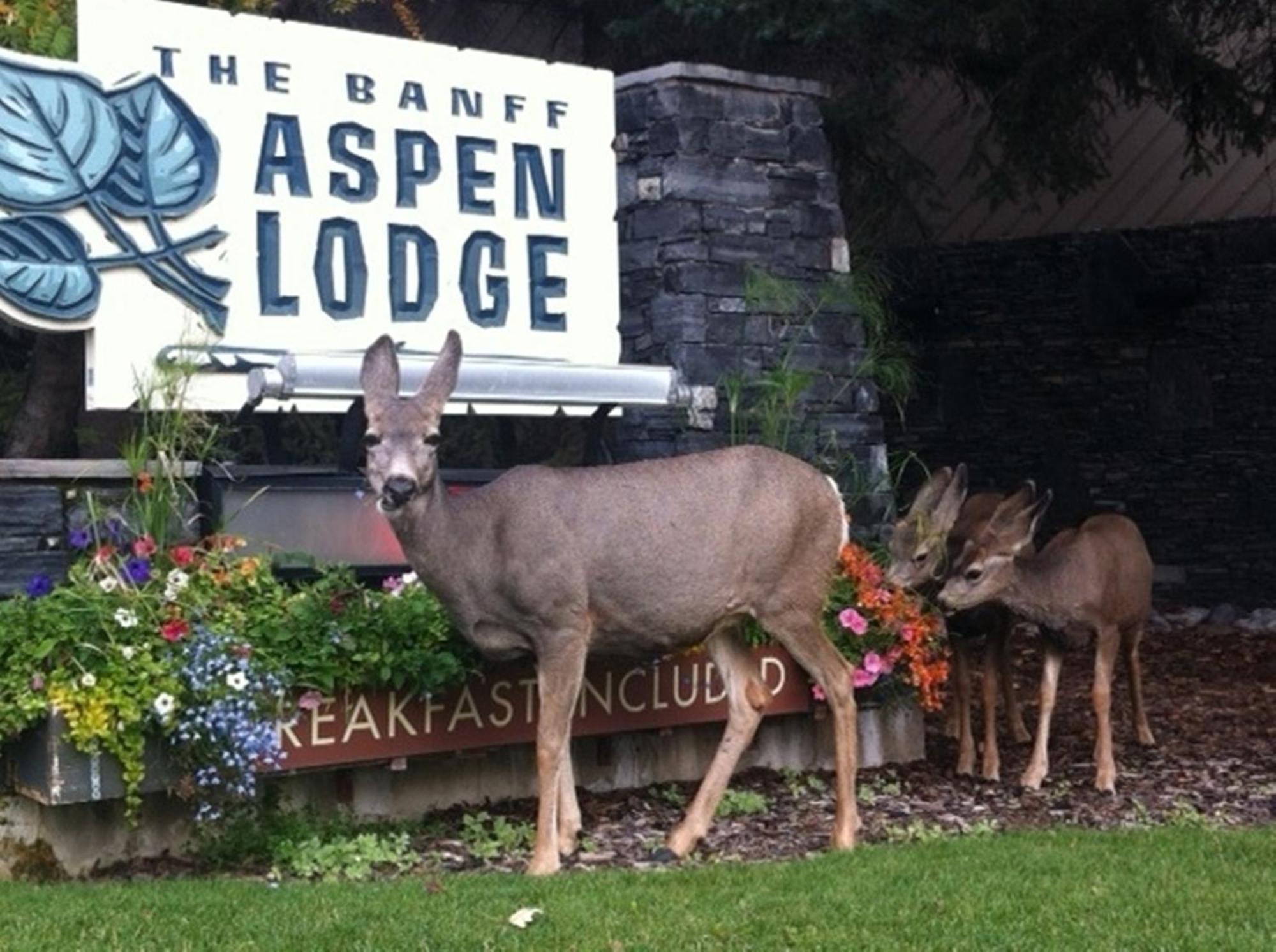 Banff Aspen Lodge Exterior foto